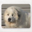 Search for show dog mousepads Shows