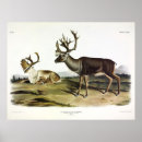 Search for caribou art Rangifer tarandus