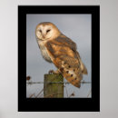 Search for alba posters Owl