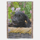 Search for labrador retriever blankets Funny