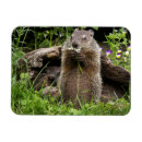 Search for ground squirrels magnets Groundhog