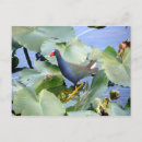 Search for pad postcards Lily pads