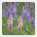 Search for lupine stickers Summer
