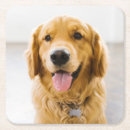 Search for golden retriever coasters Panting