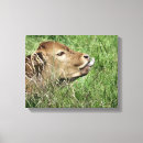 Search for cow canvas prints Calf