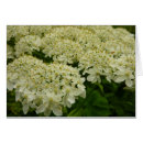 Search for bishops cards Floral