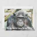 Recherche de chimpanzé invitations Animal