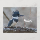 Search for belted postcards Birds