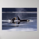 Search for killer whale posters Animal