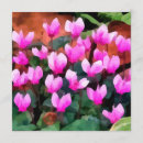 Recherche de cyclamen cartes postales Botanique
