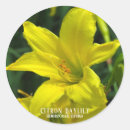Search for daylily Hemerocallis