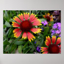 Search for gaillardia Orange