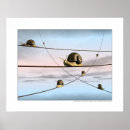 Search for snails posters Shells