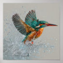 Search for kingfisher posters Fishing