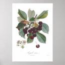 Recherche de cherry fruit posters Botanique
