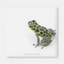 Recherche de photo de grenouille magnets Reptiles
