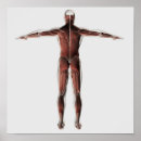 Search for muscular anatomy posters Digitally generated image