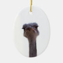 Search for ostrich ornaments Animal