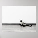 Recherche de de chat siamois posters Noir et blanc