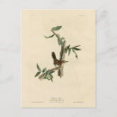 Search for birds of america postcards Illustration
