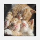 Recherche de organisme magnets Chats