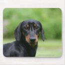 Search for dachshund mousepads Black and tan