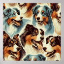 Recherche de bergers australiens posters Chiot