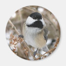 Recherche de poule petite magnets Poulets