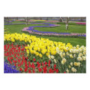 Search for grape hyacinth posters Daffodil