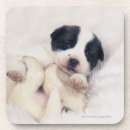 Search for mixed breed coasters Cute