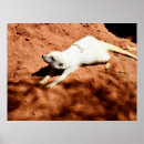 Recherche de albinos art Animal