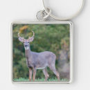 Search for white tail keychains Wildlife
