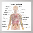 Search for human anatomy posters Muscles