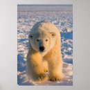 Search for ursus posters Fauna