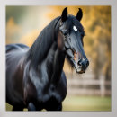 Search for black stallion horse posters Photography