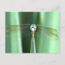 Recherche de libellules cartes postales Pour tous