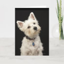 Search for westie cards Animal