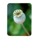 Recherche de grains magnets Nature