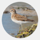 Search for sandpiper stickers Water