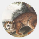 Search for rufus stickers Wildlife