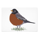 Search for thrushes posters Robin