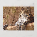 Recherche de cougar invitations Léopard