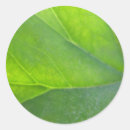Search for leaf veins stickers Macro
