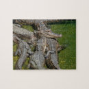 Recherche de alligator puzzles Crocodile