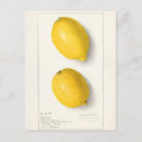 Search for fruit painting postcards Lemon