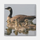Search for gosling magnets Wildlife