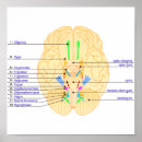 Search for innervation posters Nerves