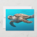 Search for sea turtle postcards Marine