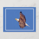 Recherche de aigle chauve cartes postales Patriotique