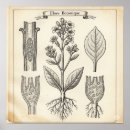 Search for botanical illustration posters Retro